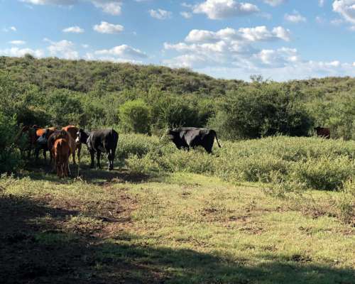 Campo Mixto de 417 Ha a 70 km de Merlo